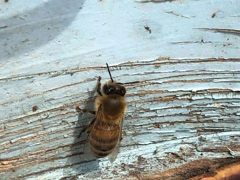 Yalancı bahar bal arılarını vurdu
