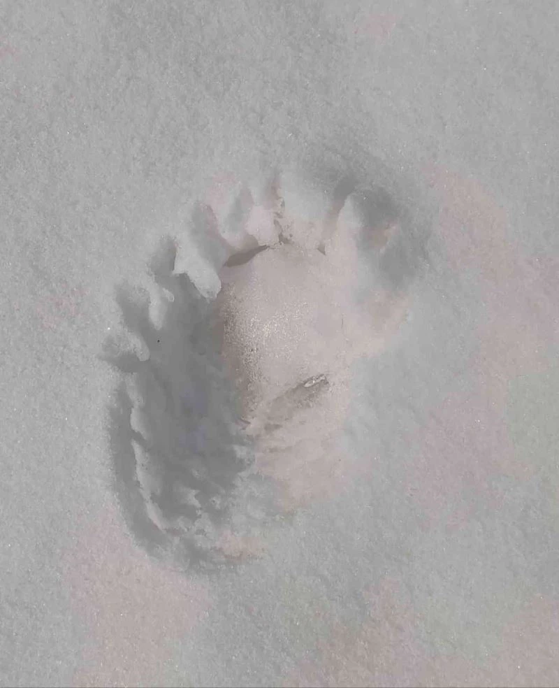 Kahramanmaraş’ta ayı izine rastlandı

