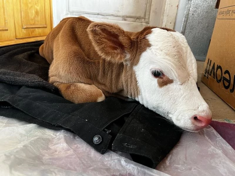 Erken doğan buzağıya evlerinde bebek gibi bakıyorlar
