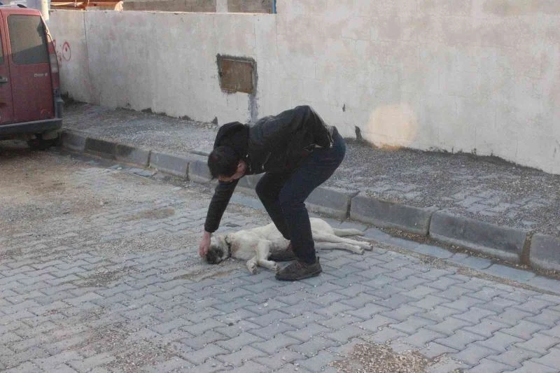 Kilis’te vicdansız sürücü köpeği ezerek kaçtı
