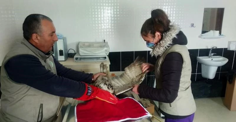Kars’ta yaralı Puhu tedavi altına alındı
