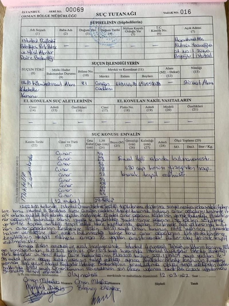 Çırağan Caddesi’nde kesilen 112 çınar ağacı için İBB’ye para cezası
