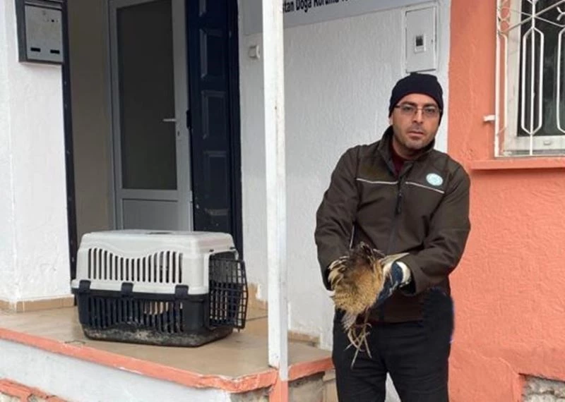 Nesli tükenmekte olan yaralı Hint balıkçıl kuşu koruma altına alındı
