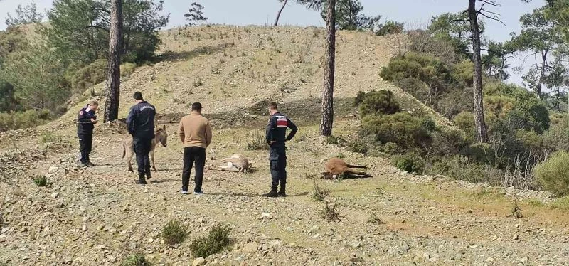 Marmaris’te başıboş eşekler tüfekle vurulmuş halde bulundu
