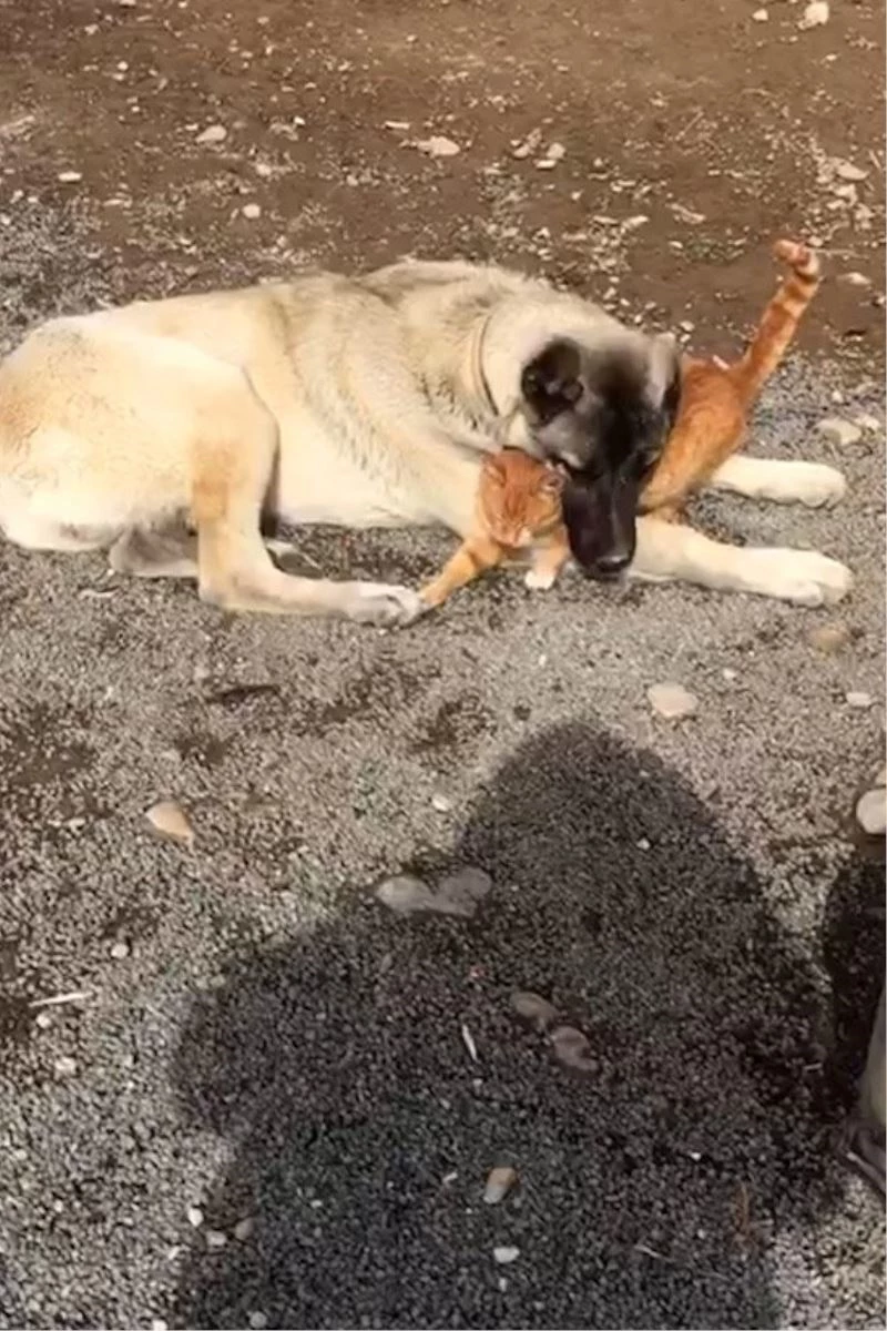 Kangal ile kedinin dostluğu insanlığa örnek oluyor
