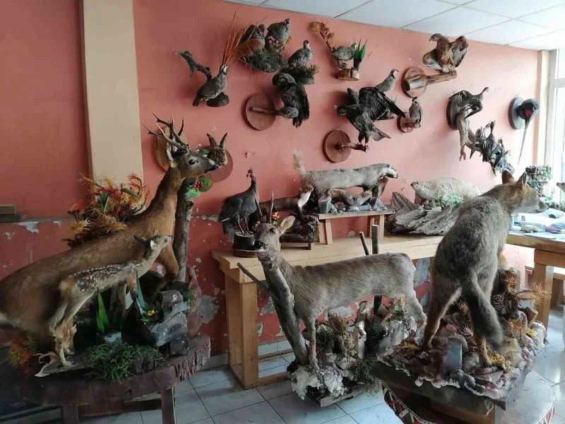Ölü hayvanları tahnit sanatıyla yaşatıyor
