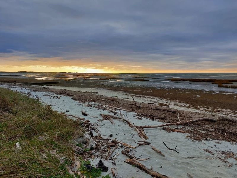 Yeni Zelanda’da karaya vuran balinalardan 31’i telef oldu
