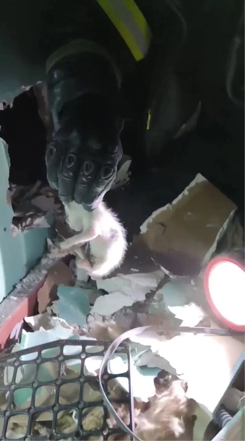 Yalova’da asma tavanda sıkışan yavru kedileri itfaiye kurtardı
