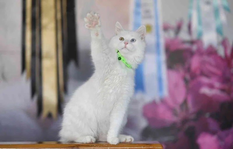 Van kedileri podyuma çıkmaya hazırlanıyor
