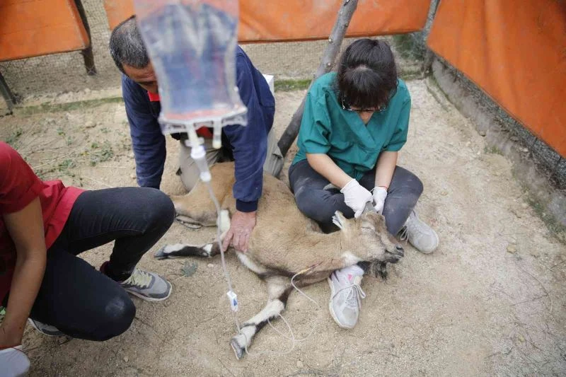 Halsiz düşen yaban keçisi ASAT tesisine sığındı
