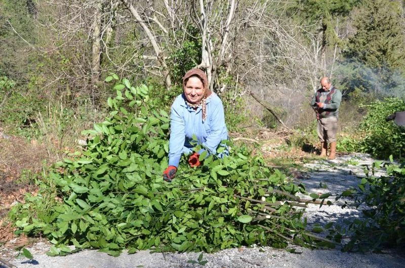 Antalya’da defne yaprağı orman köylüsünün geçim kaynağı oldu
