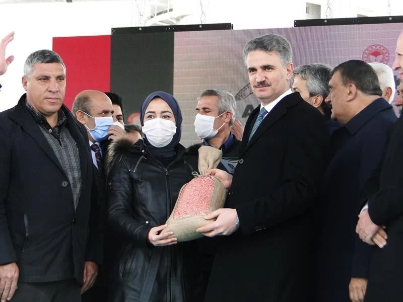 Çiftçilere dağıtılan arpa ve buğdayın ekimi yapılıyor
