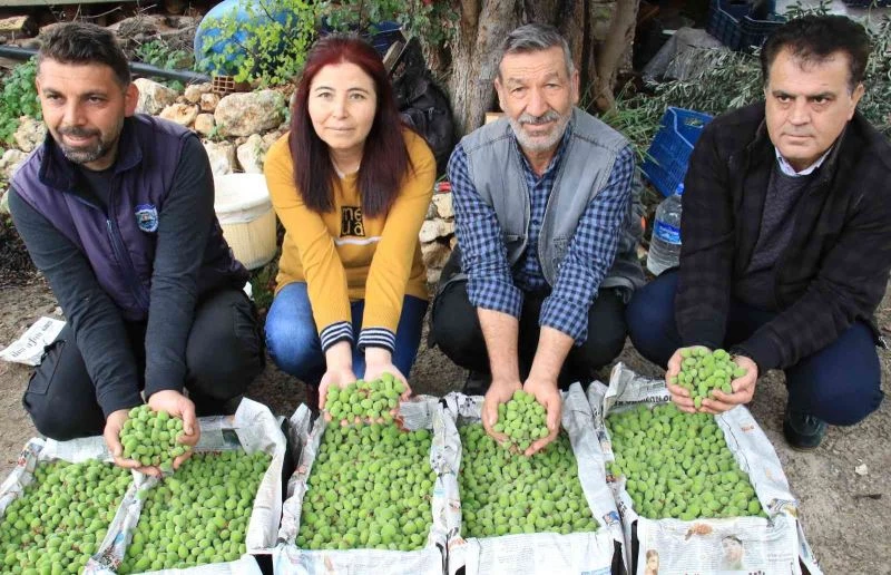 Turfanda çağla hasadı yapıldı, kilosu 500 TL’den satıldı
