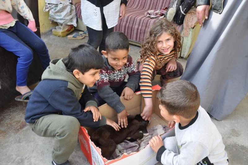 Çöp konteyneri yanında buldukları engelli oğlağa bebek gibi bakıyorlar