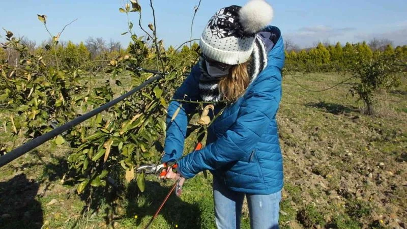 Balıkesir’de kınalı eller meyve ağaçlarında budama yaptı

