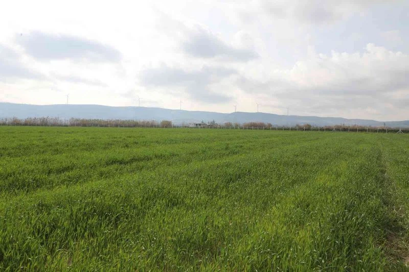 Didim’de buğdaylar yeşermeye başladı
