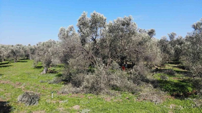 Balıkesir Büyükşehir Belediyesinden “zeytin alanlarında maden aranmasına izin verildiği” iddiasına açıklama

