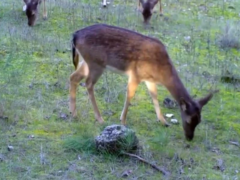 Burdur ve Antalya’daki yaban hayatı fotokapana yansıdı
