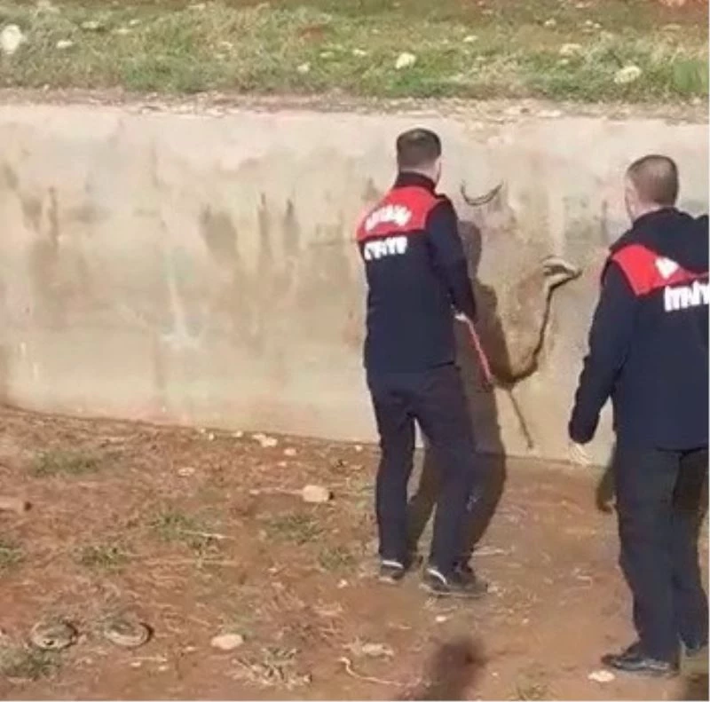 Havuza düşen sansar kurtarıldı
