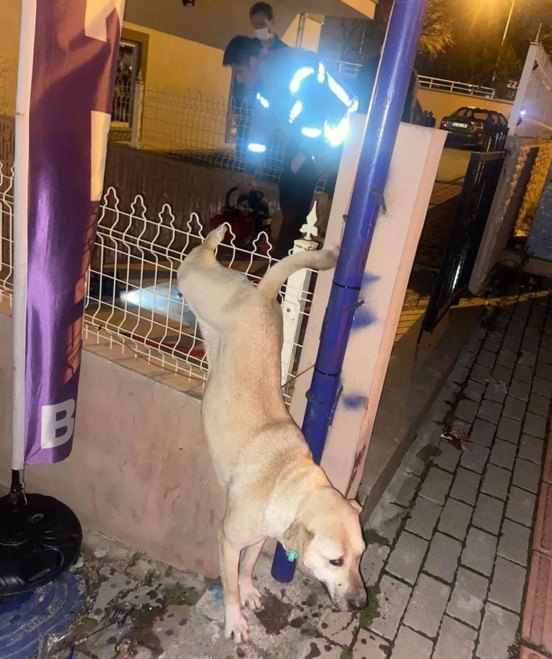Demir parmaklıklara takılan köpeği itfaiye ekipleri kurtardı
