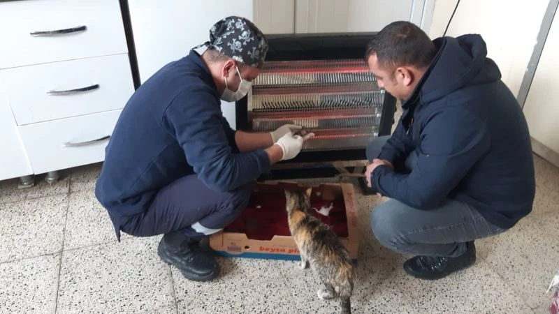 Belediye ekiplerinden yavru kedilere şefkat eli
