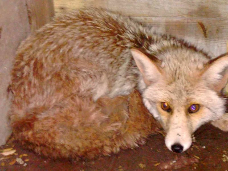 Kümeste suç üstü yakaladı, yaptığı ile taktir topladı
