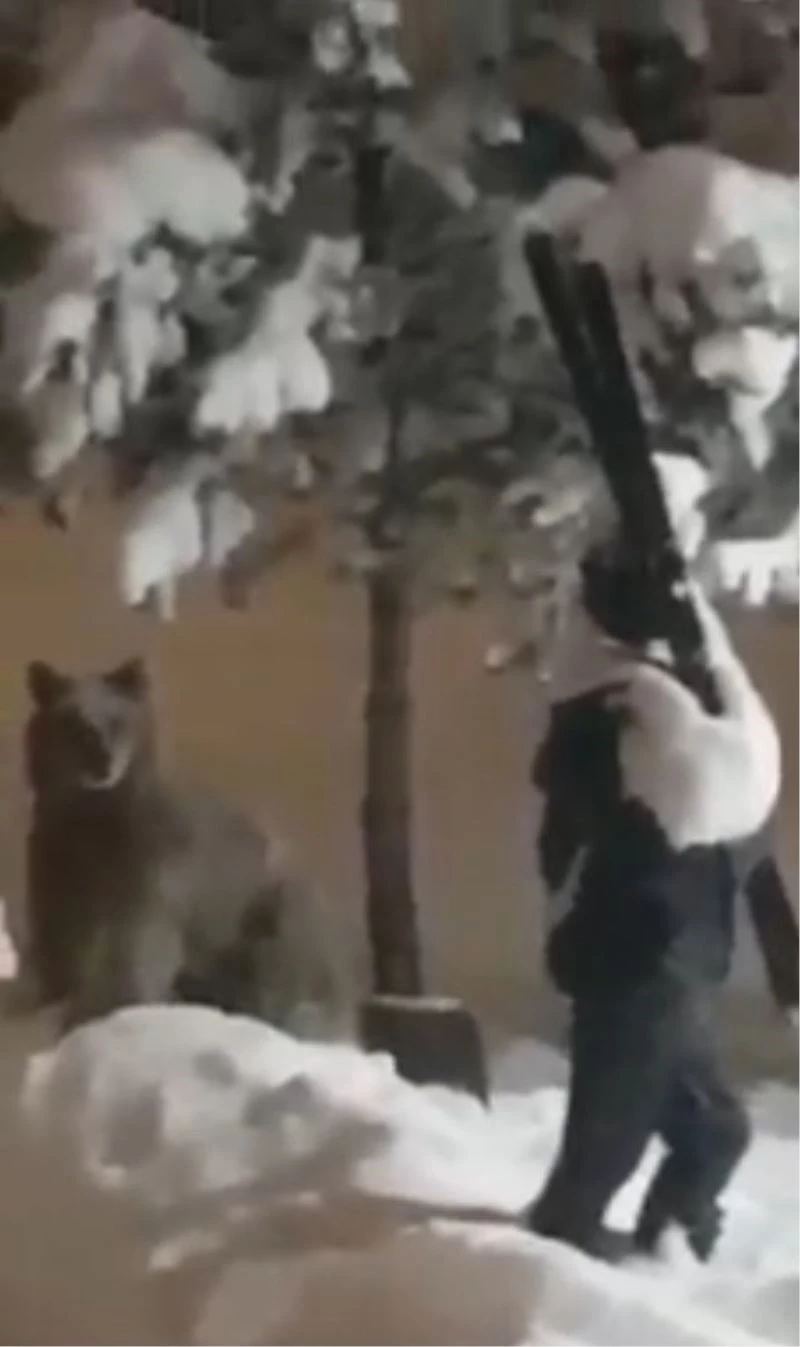 Sarıkamış’ta boz ayının insan maketiyle sınavı
