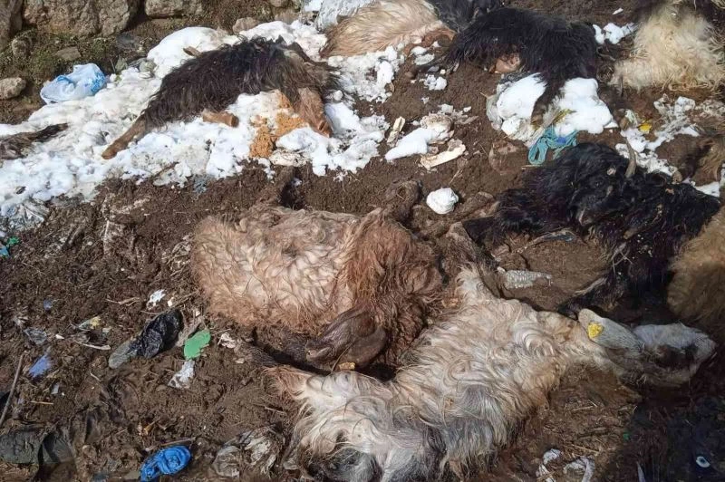 Siirt’te hayvanları telef olan besici yardım bekliyor
