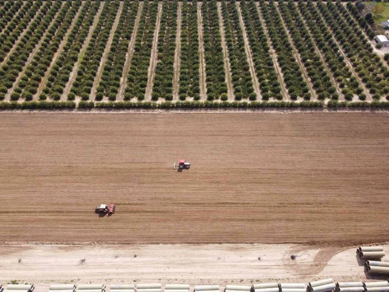 Çukurova’nın bereketli toprakları mısırla buluşmaya başladı
