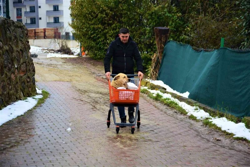 Yaralı köpeğe sahip çıkan hayvanseverden örnek davranış