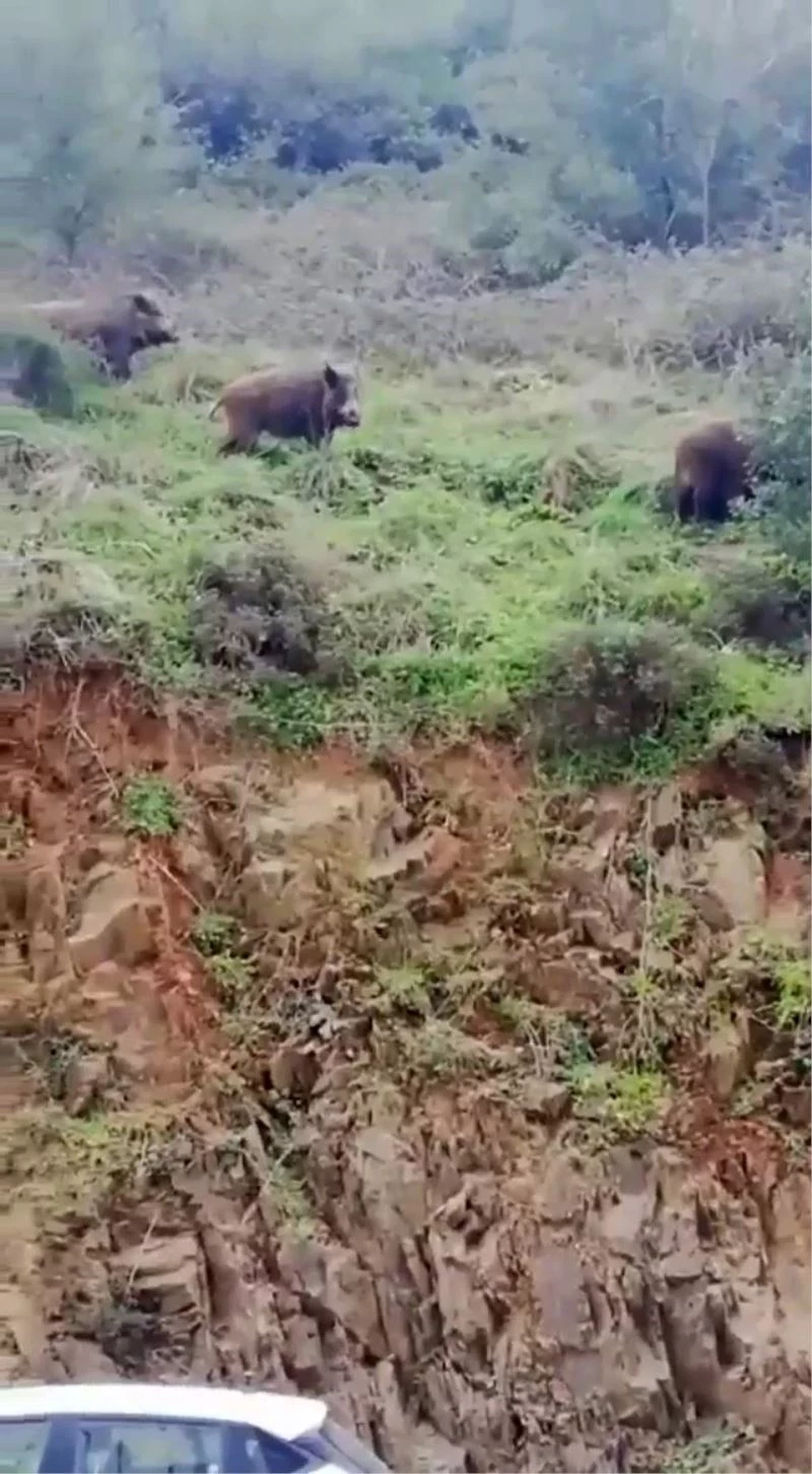 Acıkan domuz sürüsü şehre indi
