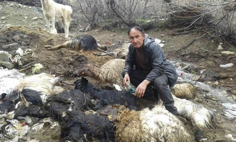 Yaklaşık 40 hayvanı telef olan besici yardım istedi
