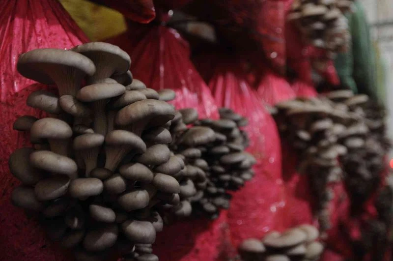 Türkiye’nin ilk yerli ve milli mantar çeşitleri Yaprak77 ve Soylu77 tescillendi
