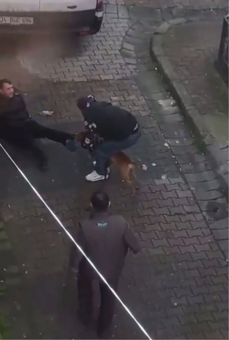 Güngören’de pitbul dehşeti, pitbulun ısırdığı genci zor kurtardılar
