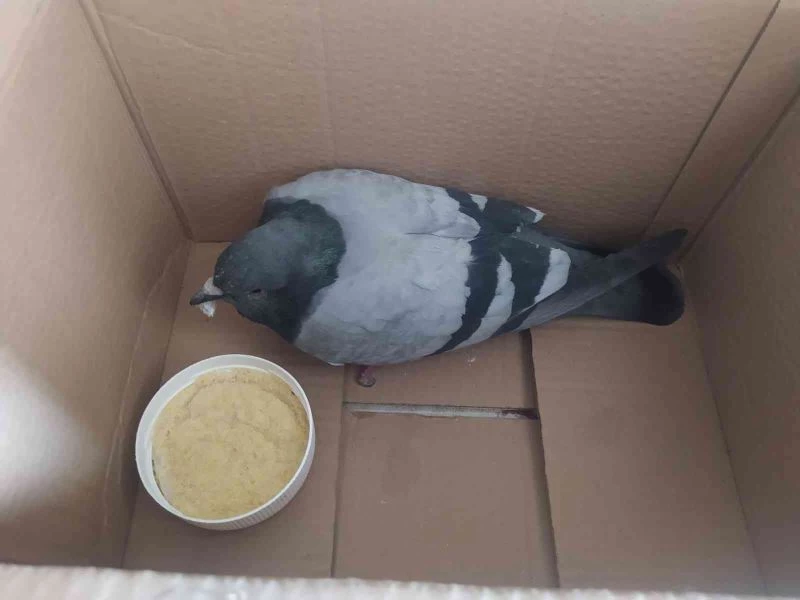 Yaralı kuşa sahip çıktı
