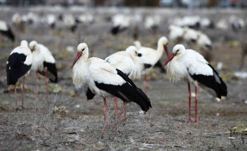 Göç yolunda Konya’ya zorunlu iniş yapan leyleklerin molaları sürüyor
