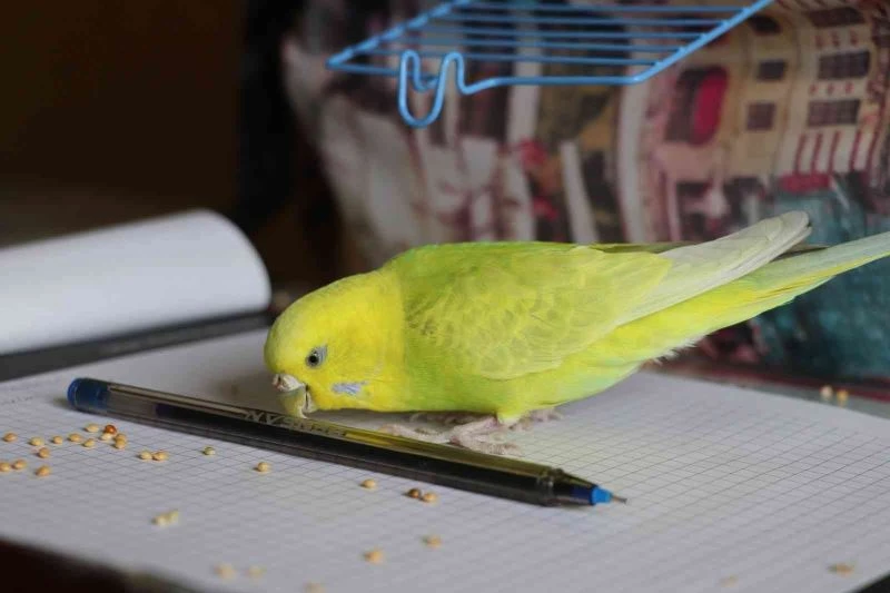 Kazadan kurtulan muhabbet kuşu, itfaiye müdürlüğünün maskotu oldu
