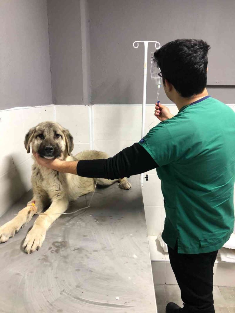 Akşehir Belediyesinden hasta sokak köpeğine tedavi
