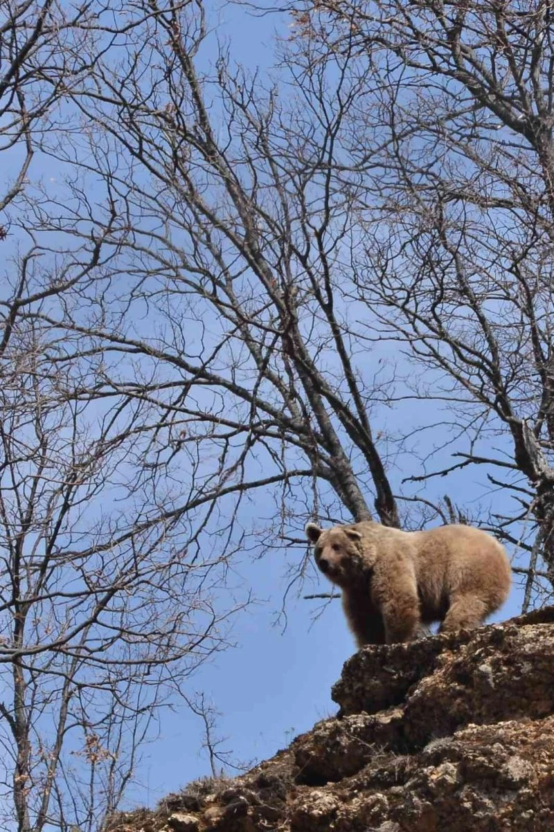 Bozayı doğa fotoğrafçısını ’poz verdi’
