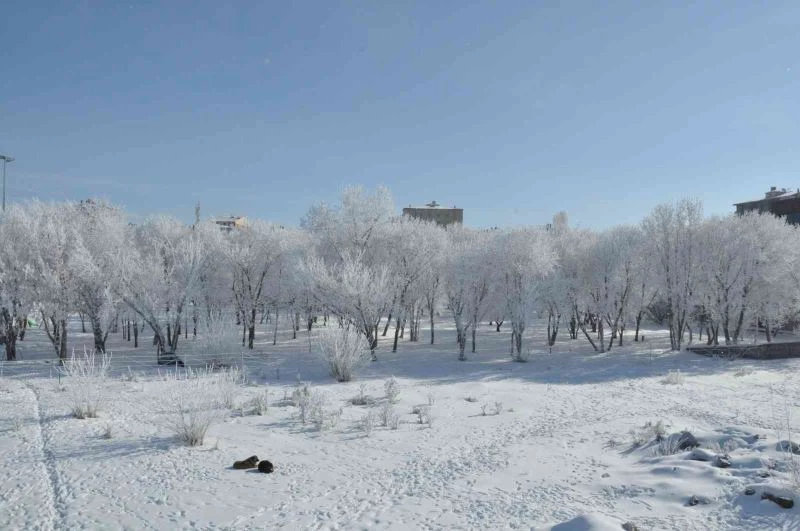 Kars’ta eksi 13’ü gördü, ağaçlar kırağı tuttu
