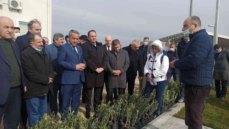 Samsun’da zeytin yetiştiriciliği artırılıyor
