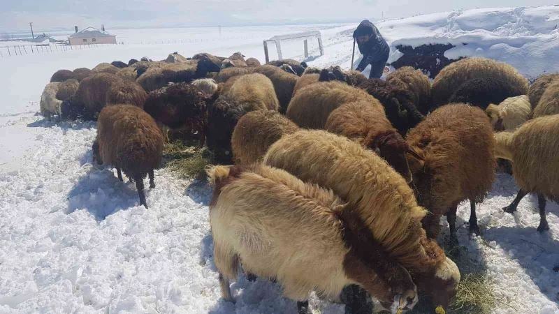 Süphan Dağı eteklerinde zorlu hayvancılık
