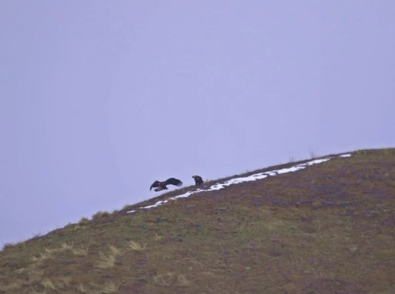 Şah kartallar izleniyor
