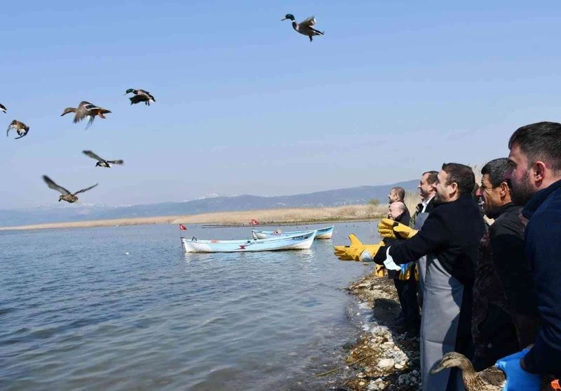 İznik Gölü’nde kaçak avcılardan kurtarılan 56 ördek artık özgür
