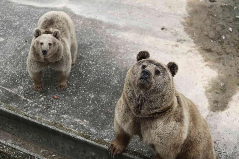 Barınağın yeni üyesi sevimli ayılar
