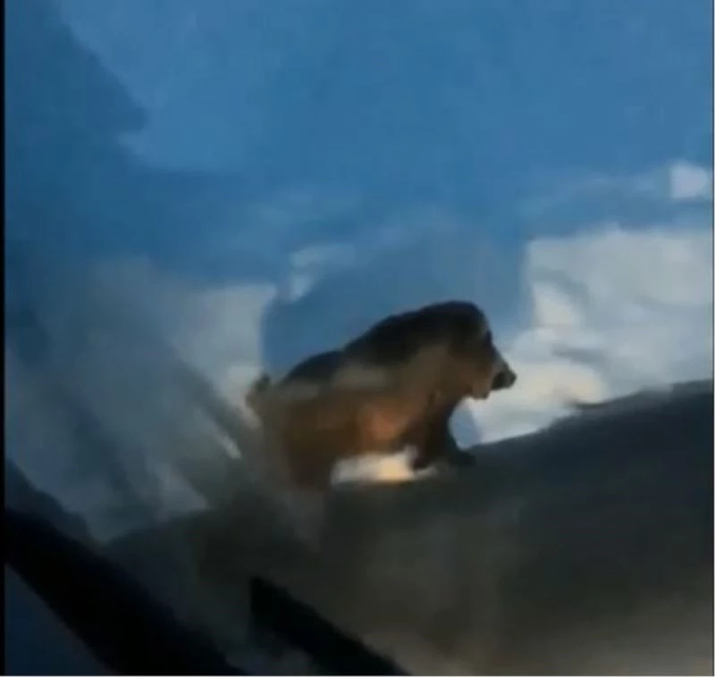 Aç kalan yaban domuzu yerleşim yerlerine kadar indi
