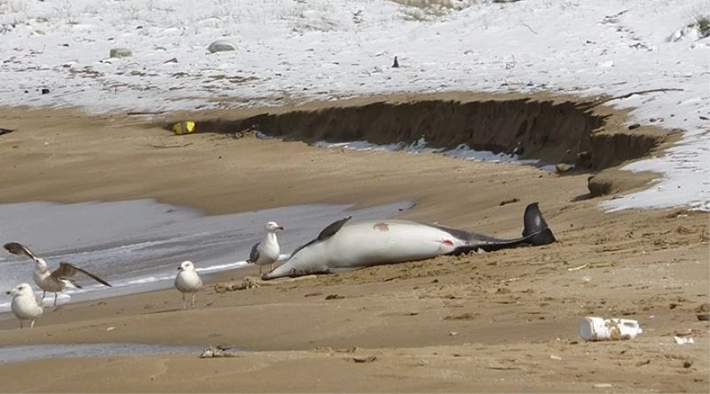 Sinop’taki yunusların ölüm sebebi ‘boğulma’
