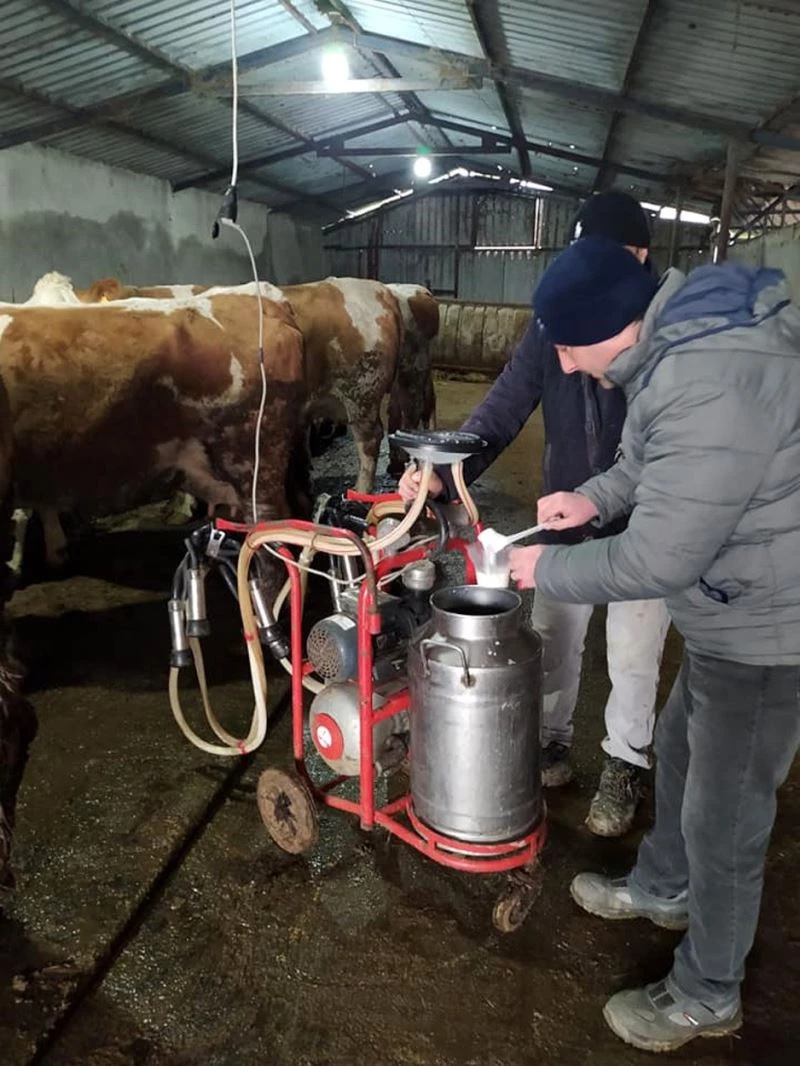 Çiğ sütler sınıflandırılıyor
