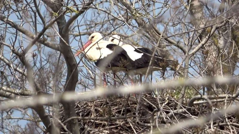 Baharın müjdecisi leylekler geldi
