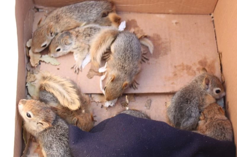 Aydın’da sincap operasyonu
